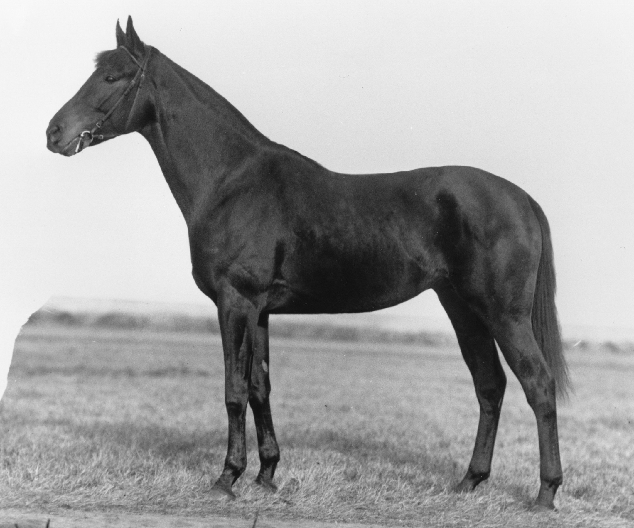 Zev (Keeneland Library Cook Collection/Museum Collection)