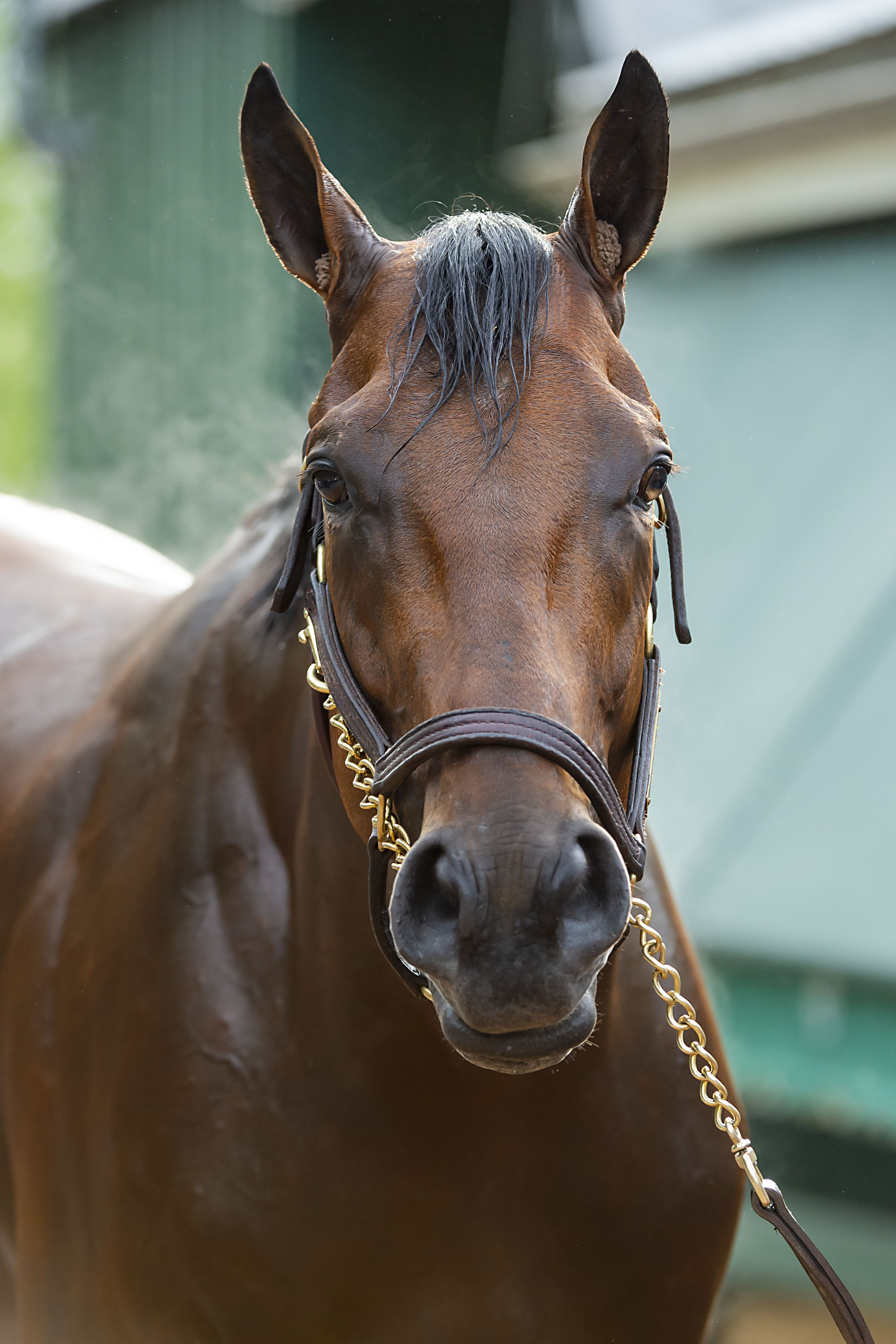 American Pharoah (Eric Kalet)