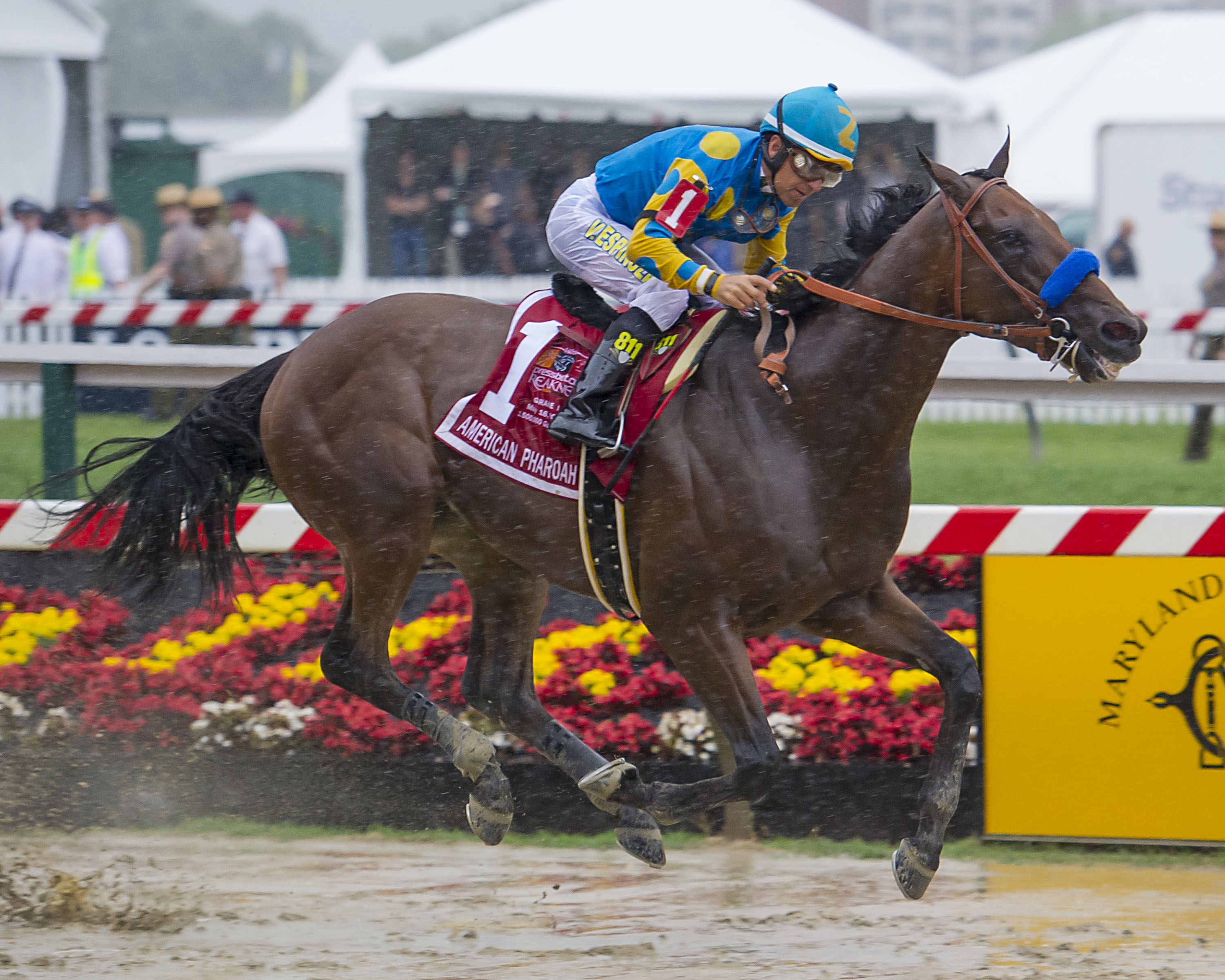 American Pharoah, Victor Espinoza up, winning the 2015 Preakness Stakes (Eric Kalet)