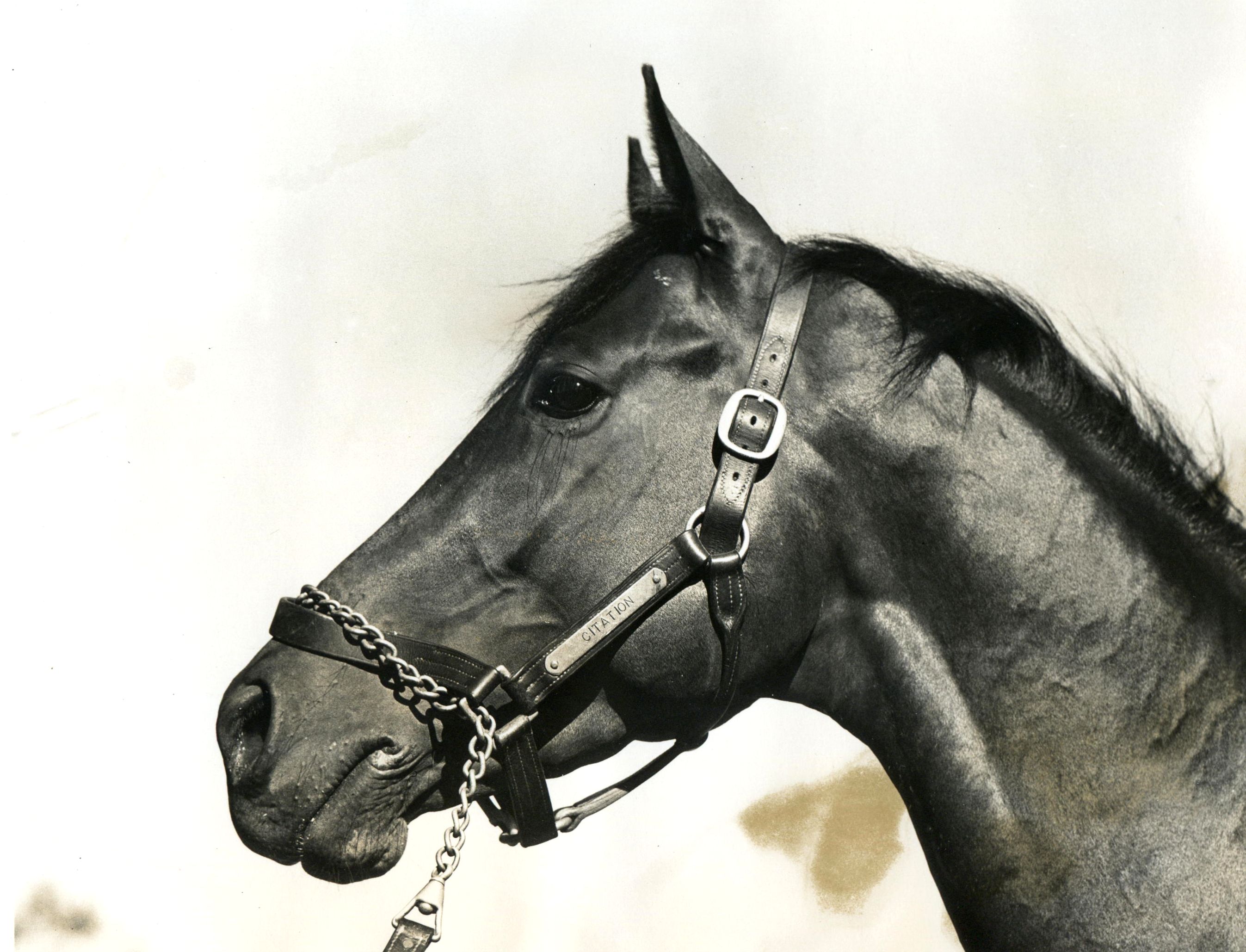 Portrait of Citation, 1948 Triple Crown winner (Museum Collection)