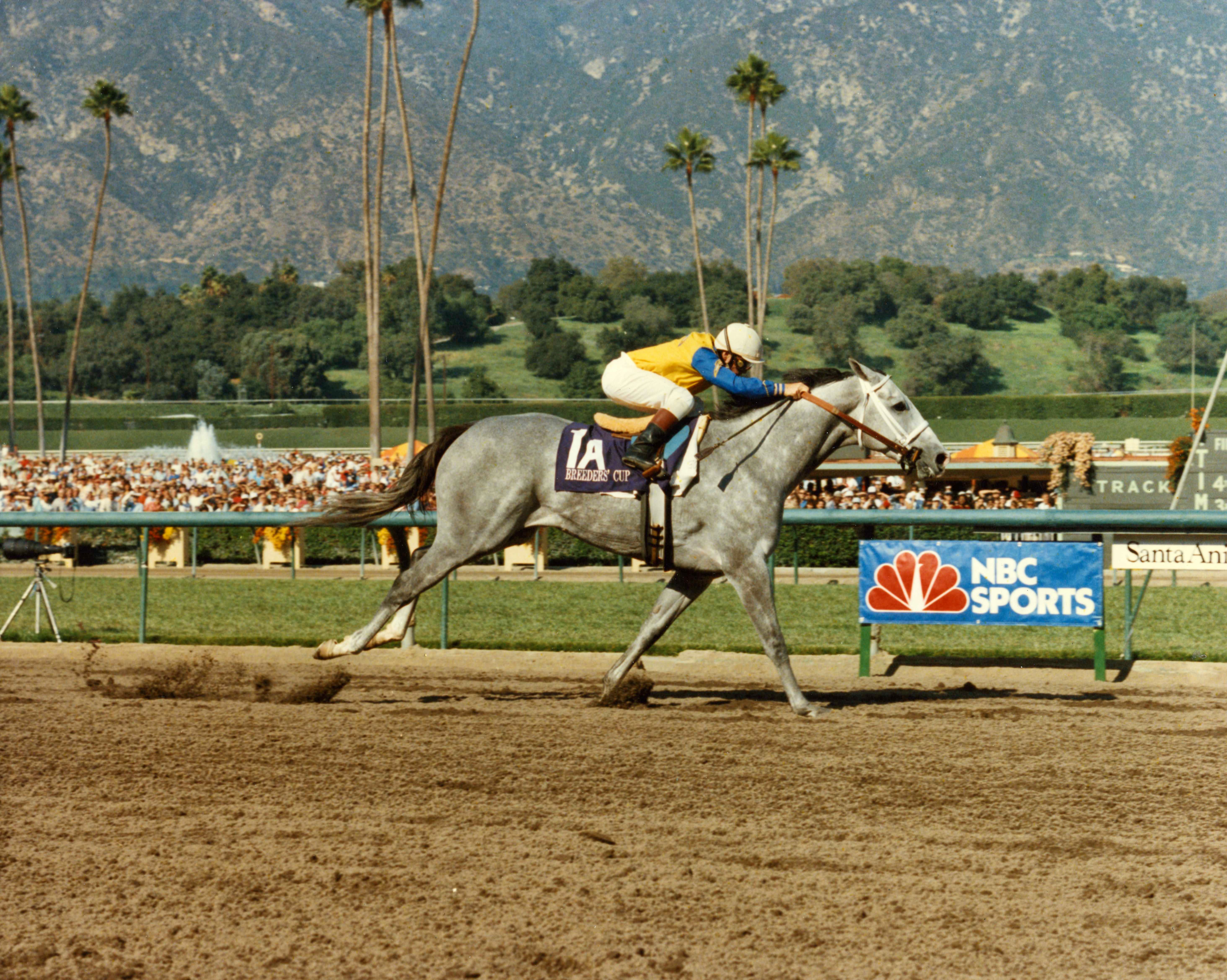 Lady's Secret (Pat Day up) winning the 1986 Breeders' Cup Distaff at Santa Anita Park (Santa Anita Park/Museum Collection)