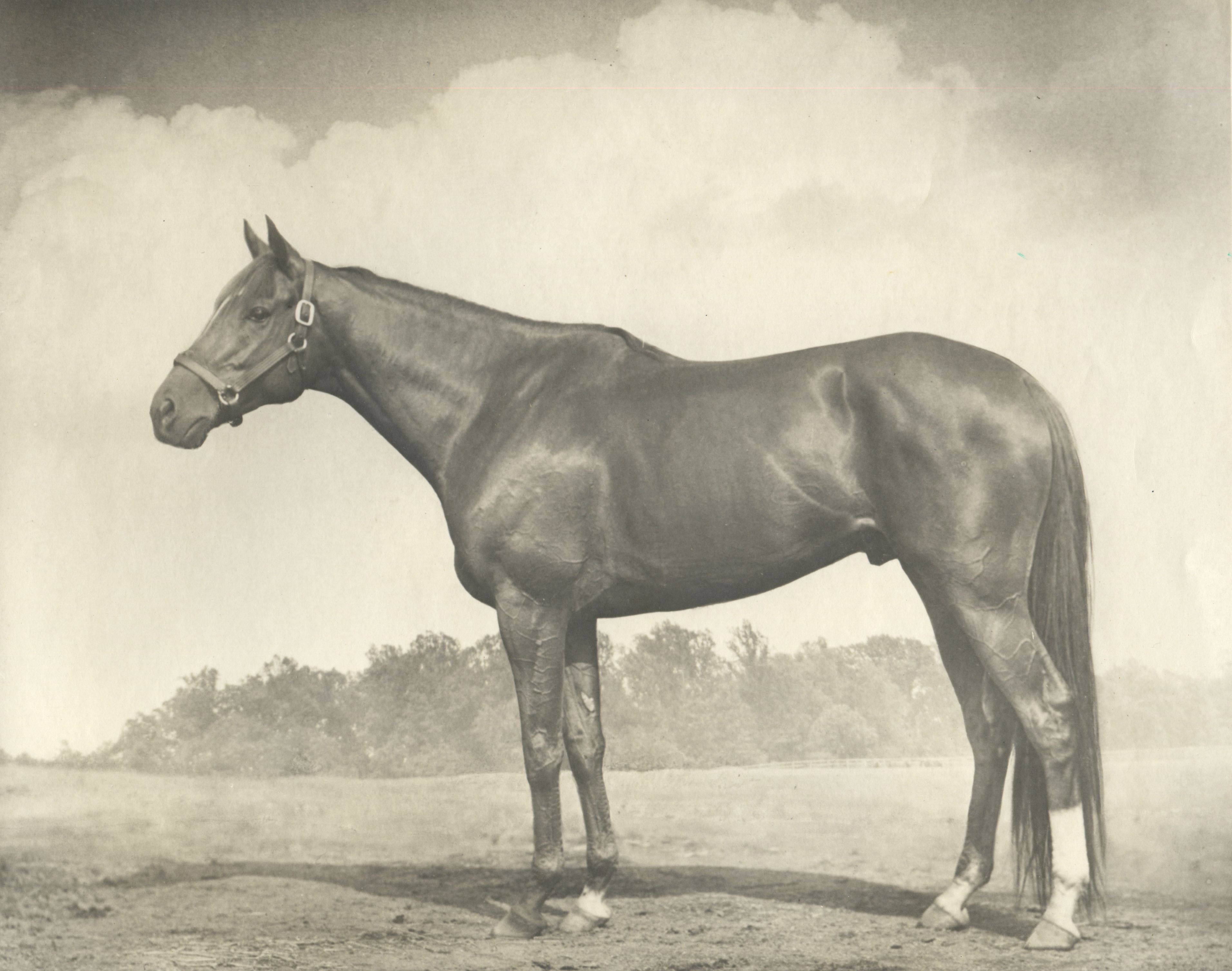 Whirlaway in 1942 (Bert Clark Thayer/Museum Collection)