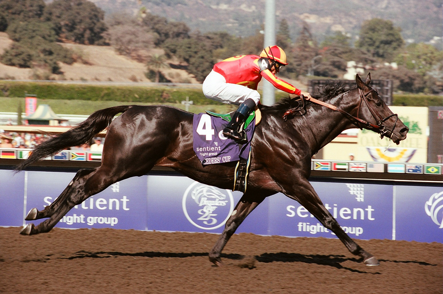 Garrett Gomez winning the 2008 Breeders' Cup Sprint with Midnight Lute at Santa Anita (Bill Mochon/Museum Collection)