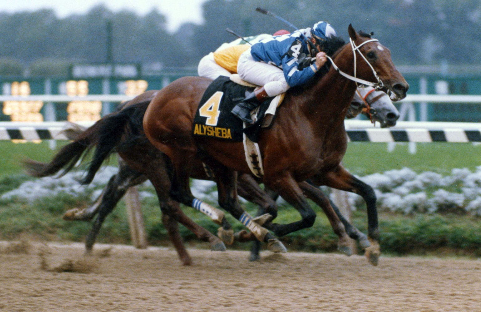 Chris McCarron and Alysheba winning the 1988 Woodward at Belmont (Barbara D. Livingston/Museum Collection)